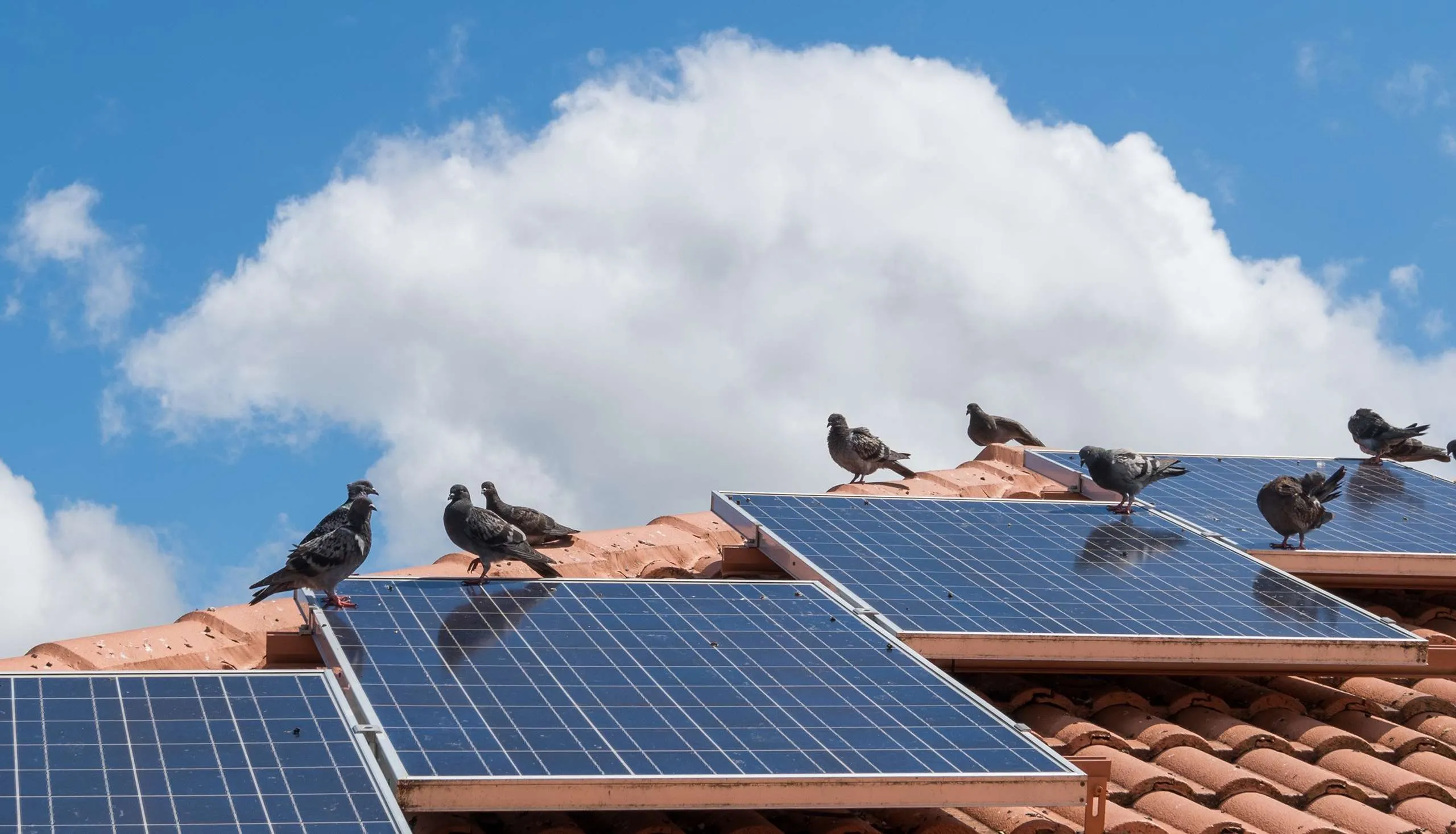 Why Critters Prefer Solar Panels for Nesting